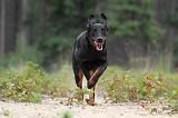 BEAUCERON 391